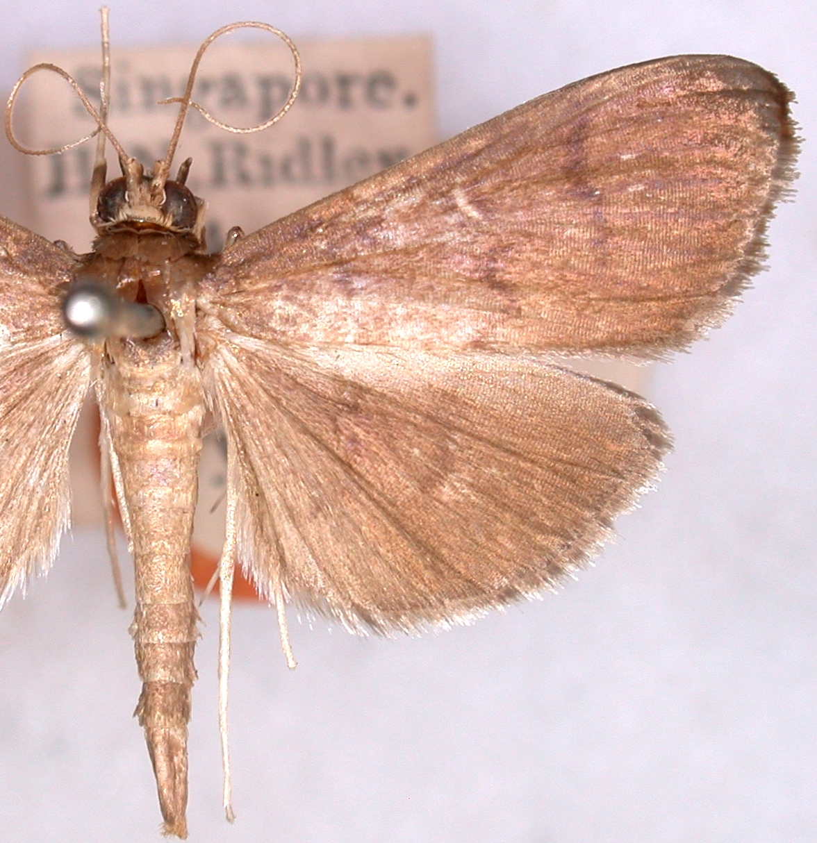 Coptobasis microsema Hampson